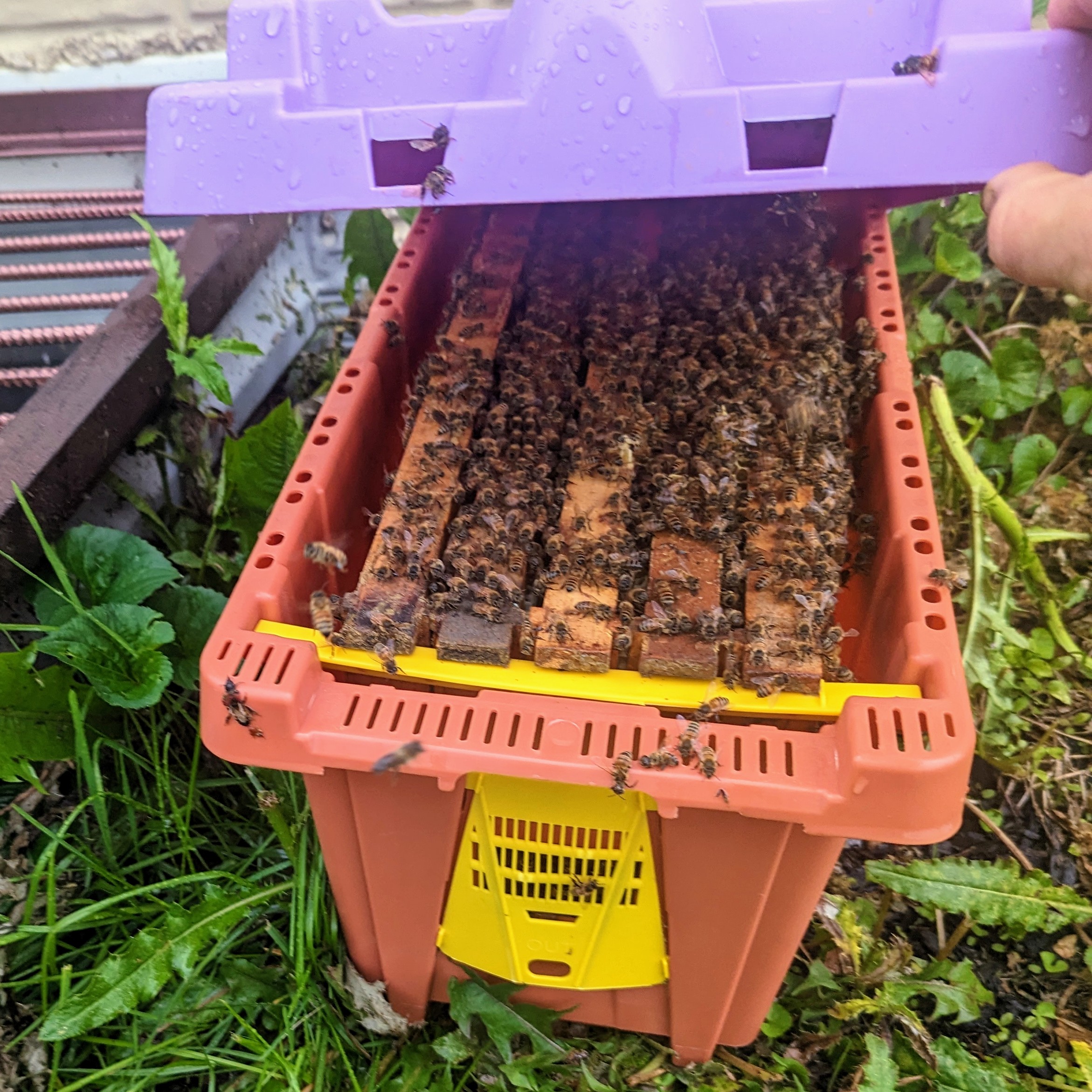 honey bee PXL_20230520_131422932-2.jpg