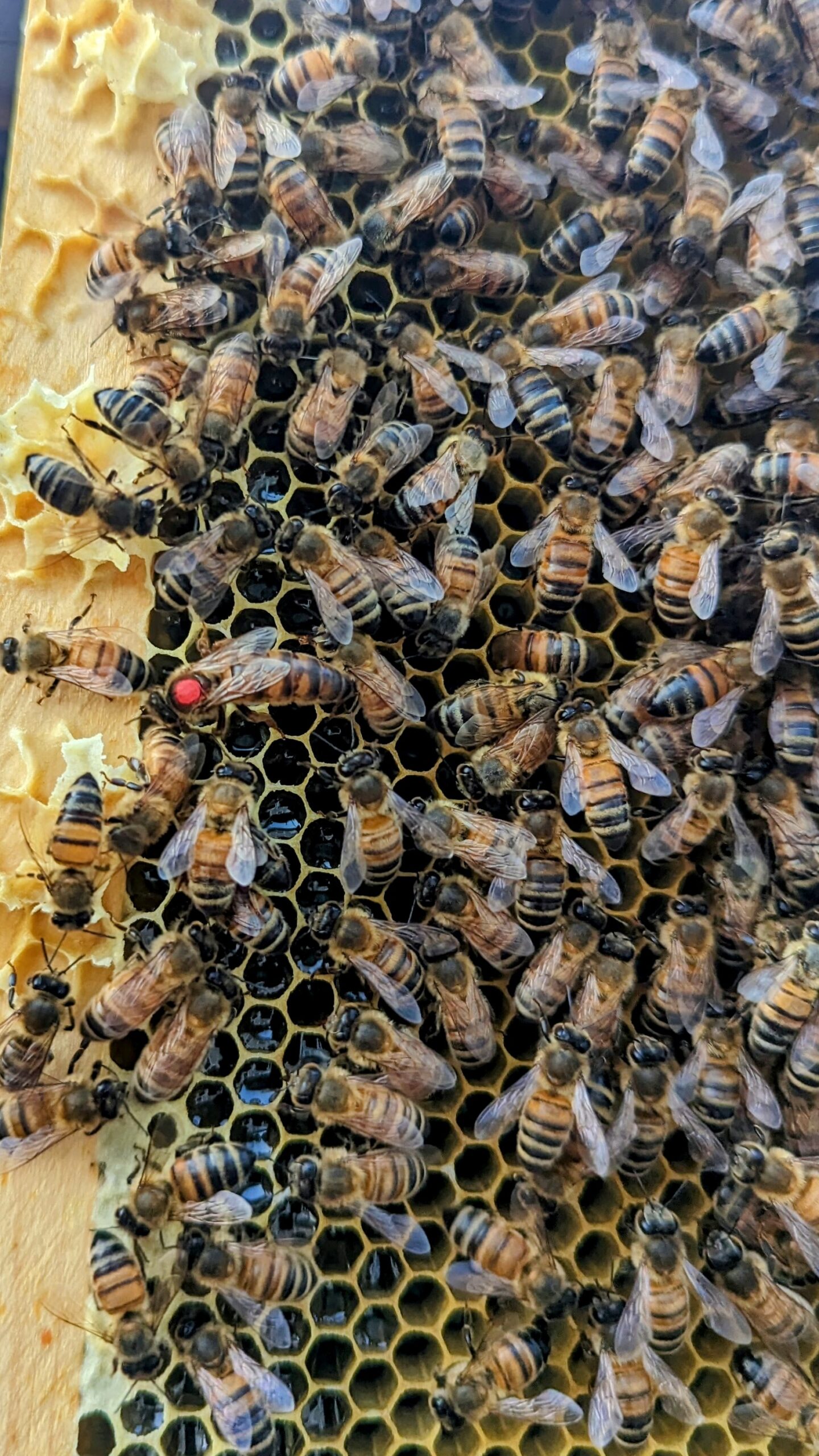 Queen Bee – Ohio Honeybees For Sale